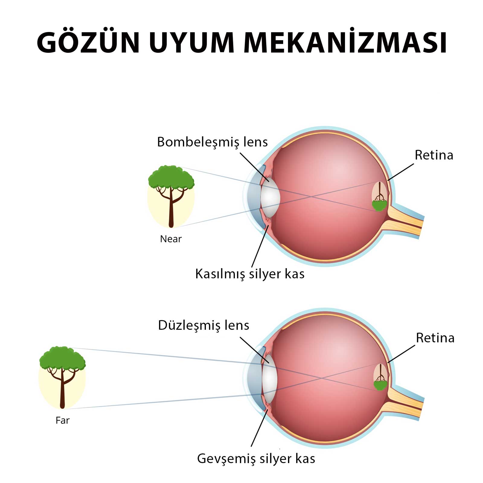 Gözün uyum (akomodasyon) mekanizmasının şematik gösterimi