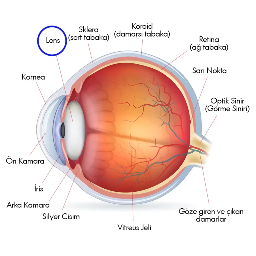Şematik göz anatomisi diyagramında göz içi lensinin daire ile işaretlenmiş konumu
