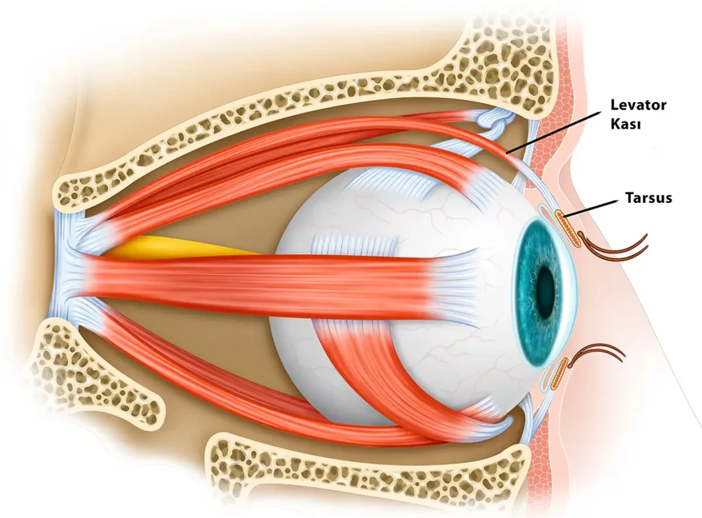 Levator palpebrae superioris kası, levator aponevrozu ve tarsus yapısını gösteren göz kapağı anatomisi (koronal kesit).