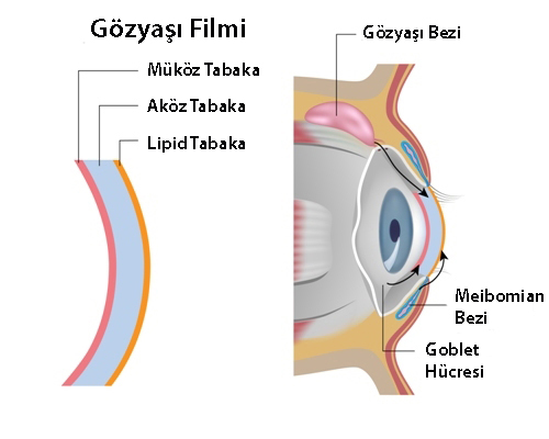 Gözyaşı film tabakasının üç katmanı olan müköz, aköz ve lipid tabaka ile goblet hücreleri ve gözyaşı bezini gösteren şematik görsel