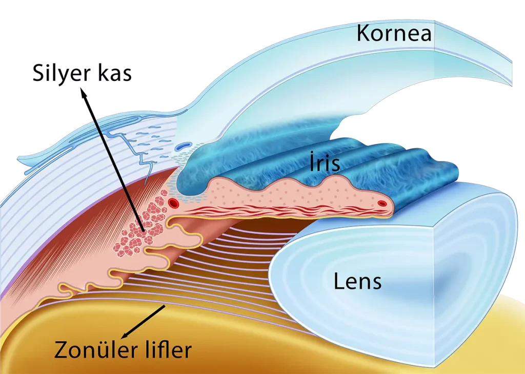 Gözün ön segment yapıları: kornea, iris, lens, zonüler lifler ve silier cismi gösteren anatomik görsel